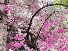 -深圳国际园林花卉博览园