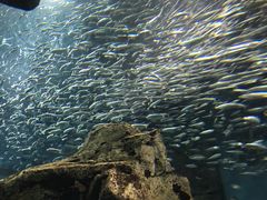 -大阪海游馆