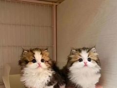 -猫十亿·布偶金渐层·曼基康矮脚猫舍(青年路店)
