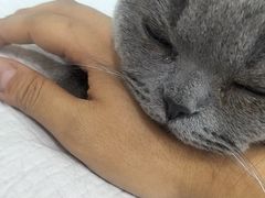 -小伙伴宠物医院•急重症转诊中心·老年专科·犬猫全科(北大街总院)