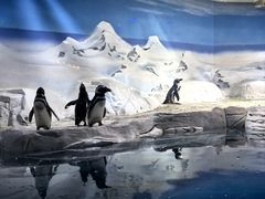 -上海海洋水族馆