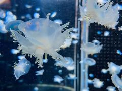 -太平洋海底世界