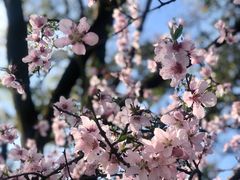 -西湖外事游船(花港观鱼码头)