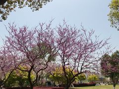 -羊山湖公园