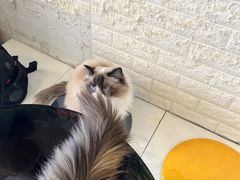 -平行世界·猫咖(首经贸店)