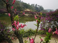 -南国桃园旅游度假区