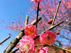 -新建村梅花