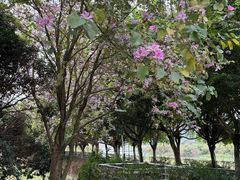 -风云岭森林公园