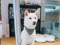 -柴务处·柴犬主题狗咖