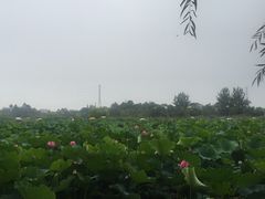 -白鹭湾湿地公园