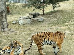 -北京野生动物园