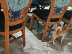 -more than meow吴止猫主题餐厅(承德 中船汇店)