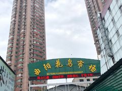-曲阳花鸟市场(曲阳路店)