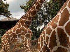 -清迈夜间动物园