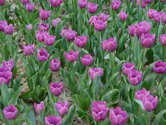 -洛阳郁金香牡丹园