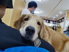 -逗柴咖啡屋·狗咖猫咖宠物桌游