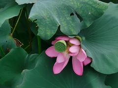 -意满花千醉(金茂览秀城店)