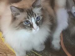 -白兔子密室(长寿路店)