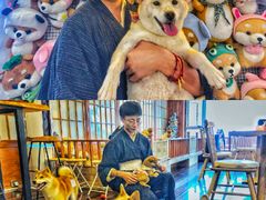 -豆柴町-柴犬主题狗咖(红鼎国际C座店)