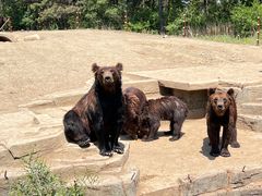 -沈阳森林动物园