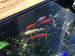 -红糖水都·女生特炖·中式滋补炖(北辰店)