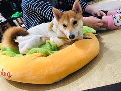 -逗柴咖啡屋·狗咖猫咖宠物桌游