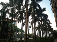 -三亚亚龙湾红树林度假酒店