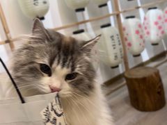 -柴迷FANS CLUB·柴犬狗咖·猫咖