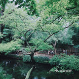 苏州旅游/园林经典拙政园🍃应该这样游～