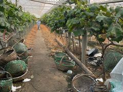 -马陆小张葡萄园农家乐