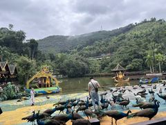 -西双版纳原始森林公园