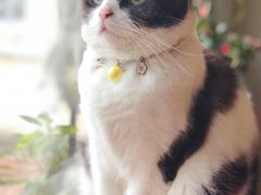 -海边的猫和咖啡馆