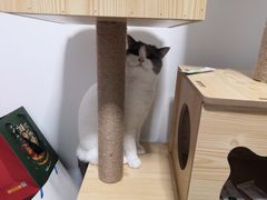 -小波紫炸鸡(水围店)