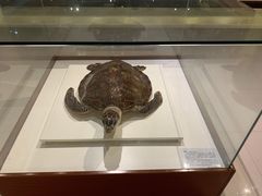 -青岛贝壳博物馆