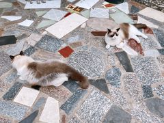 -喵屿·大理花园猫咖