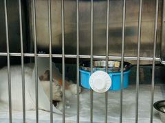 -美联众合动物医院·24h京西诊疗中心