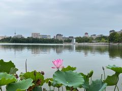 -莲花池公园