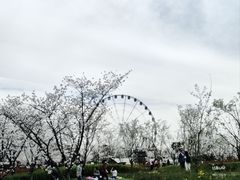 -顾村公园