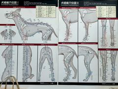 -派美特宠物医院·核磁CT·骨科肿瘤·疑难转诊(沈农禾丰店)