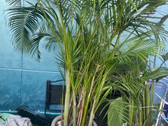 -CIAO·团建聚餐·生日派对轰趴馆(福田店)