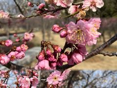 -梅花山(明孝陵内)