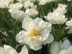 iphone_upload_pic-上海鲜花港