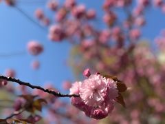 -高东镇樱花园