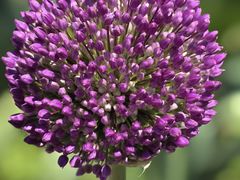 -花开海上生态园