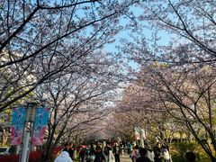 -高东镇樱花园