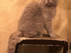 -猫友咖啡店(玉林西路店)