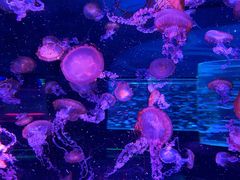 -上海海昌海洋公园