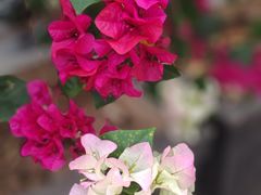 -佛山市中医院(院本部)