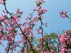 -杭州湾海上花田景区