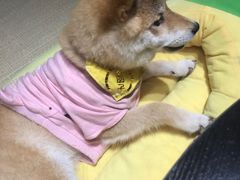 -逗柴咖啡屋·狗咖猫咖宠物桌游